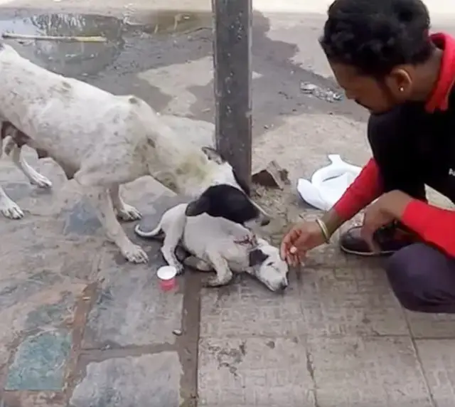 Amor de Mãe: Cadela Comove ao Pedir Ajuda para Salvar Filhote Ferido